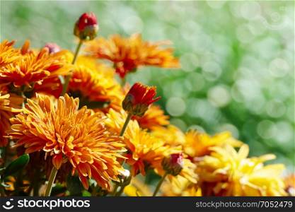 Yellow flowers chrysanthemums blooming on the flowerbed in the park. Focus on the foreground.