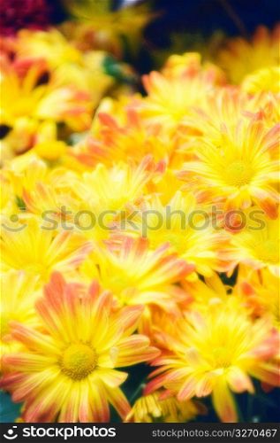 Yellow flowers, close-up