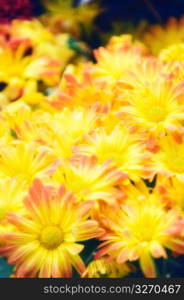 Yellow flowers, close-up