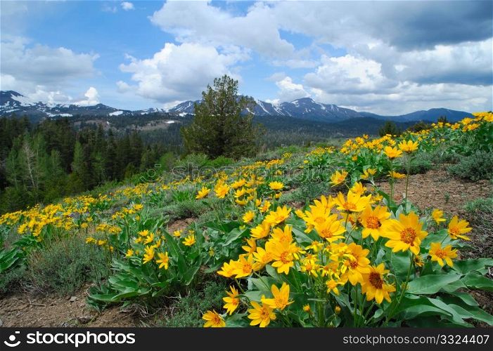 Yellow flowers cover a hillside at springtime with snow covered peaks in the background in the california sierra nevada mountains. Springtime In the Sierra&rsquo;s