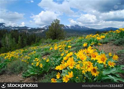 Yellow flowers cover a hillside at springtime with snow covered peaks in the background in the california sierra nevada mountains. Springtime In the Sierra&rsquo;s