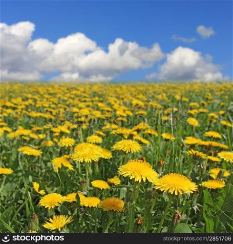 Yellow flowers dandelion under blue cloudy sky