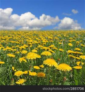 Yellow flowers dandelion under blue cloudy sky