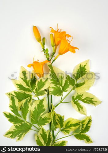 yellow flowers Daylily on a white background, top view