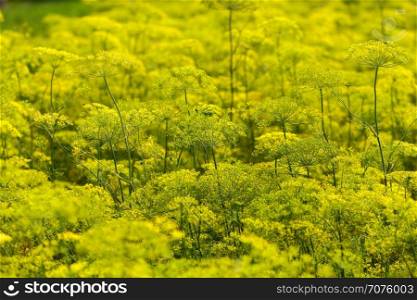 Yellow Flowers dill. Yellow flowers are ready for picking dill, close-up