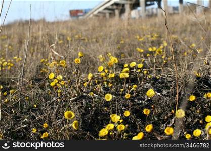 yellow flowers field spring outdor