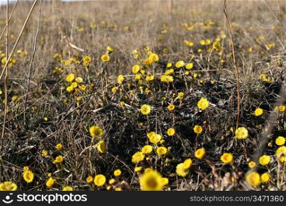yellow flowers field spring outdor