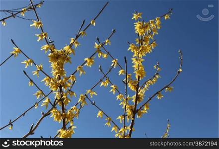 yellow flowers forthysia