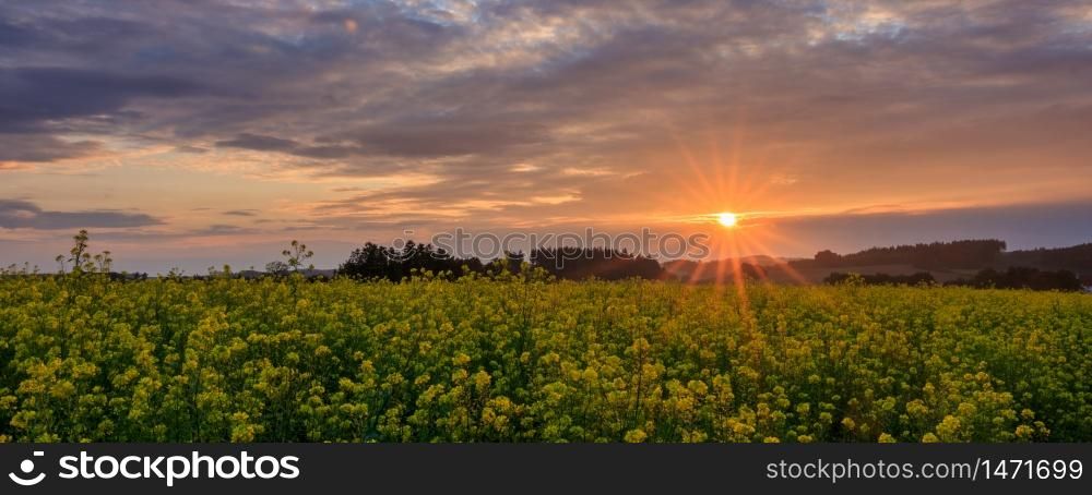 Yellow flowers from rapeseed in spring in Germany in the evening. Rape field at sunset with trees and bushes. Colorful sky with clouds during sunset