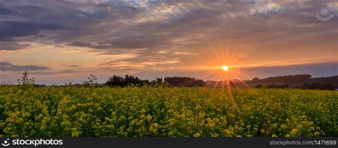 Yellow flowers from rapeseed in spring in Germany in the evening. Rape field at sunset with trees and bushes. Colorful sky with clouds during sunset