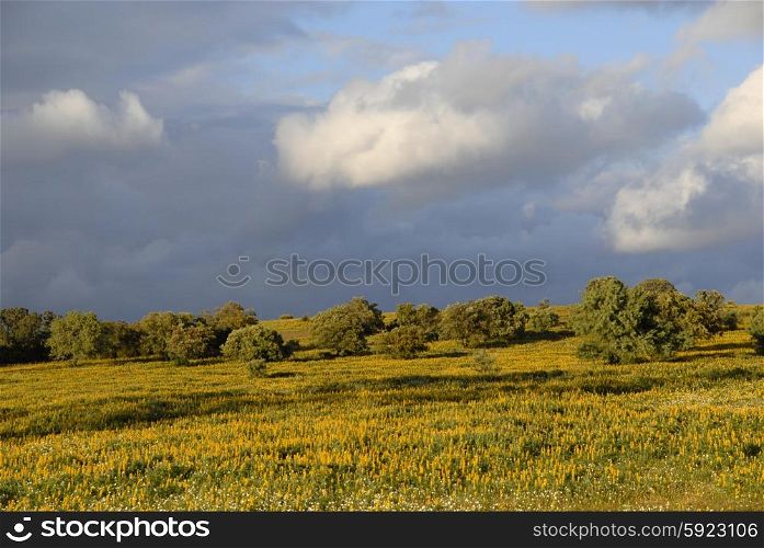 yellow flowers in a field, at alentejo, portugal