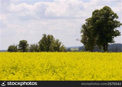 Yellow flowers in a field, Czech Republic