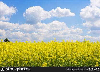 Yellow flowers in a field, Czech Republic