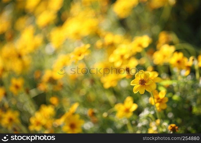 yellow flowers in close up