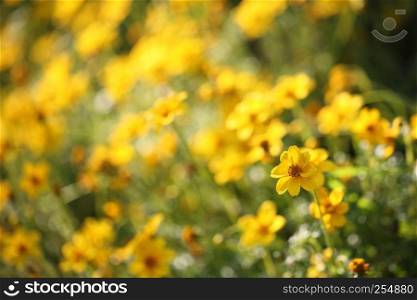 yellow flowers in close up