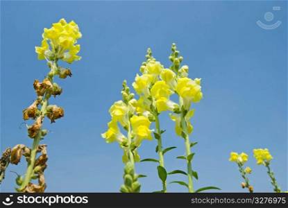 Yellow flowers in the field under blue sky, sunny day, Snapdragon