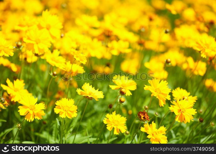 Yellow flowers in the garden or sunny meadow. Spring or summer background