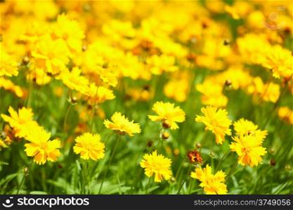 Yellow flowers in the garden or sunny meadow. Spring or summer background