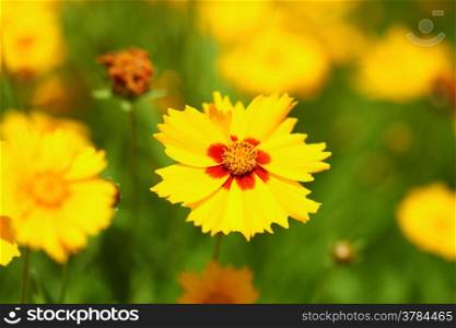 Yellow flowers in the garden or sunny meadow. Spring or summer background