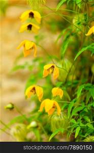 Yellow flowers in the garden. Spring or summer time, outdoor