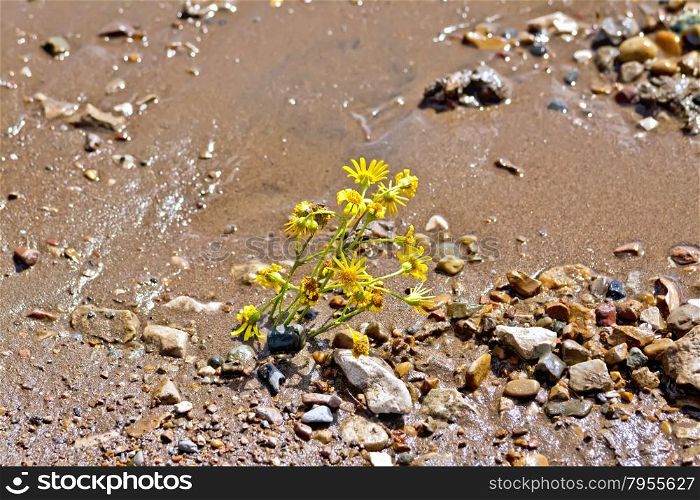 Yellow flowers in the wet sand with pebbles