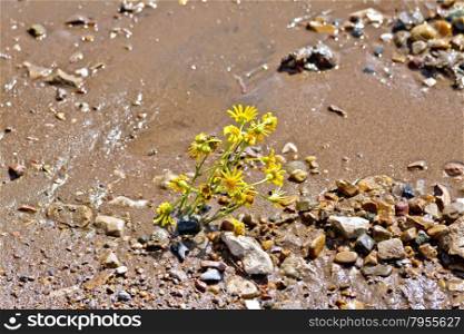 Yellow flowers in the wet sand with pebbles