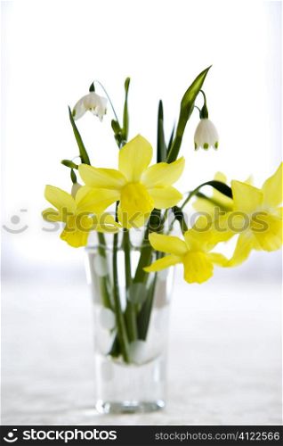 Yellow flowers in vase