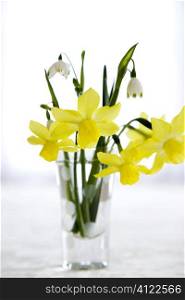 Yellow flowers in vase