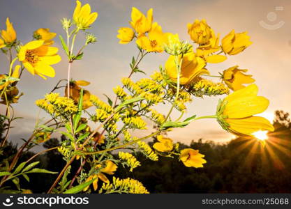yellow flowers in white steel jar at sunrise