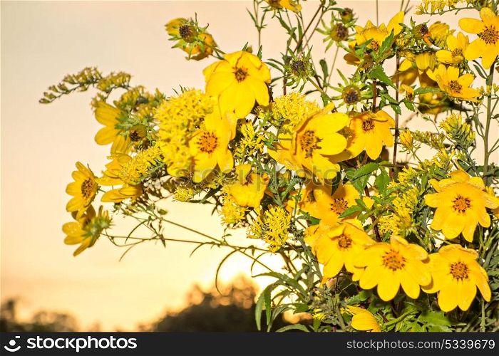 yellow flowers in white steel jar at sunrise