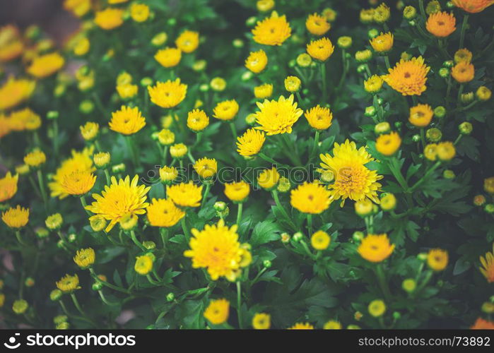 Yellow Flowers - Natural Background