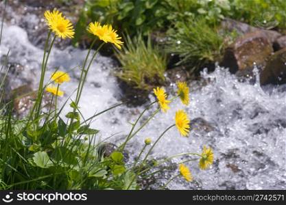 Yellow flowers near beautiful mountain stream