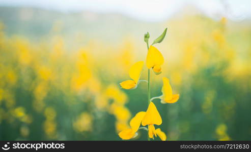 Yellow flowers near the back, clouded with sweet colors