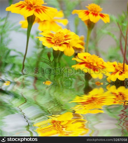 yellow flowers near water surface with ripples