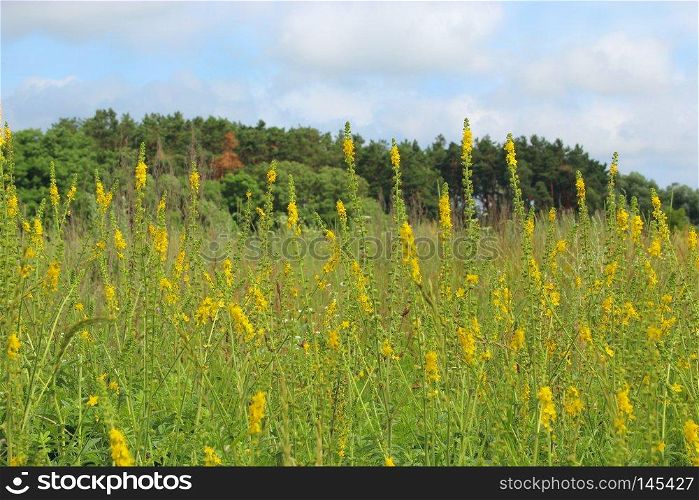 Yellow flowers of Agrimonia eupatoria blossoming in field. Herbal plant common agrimony Agrimonia eupatoria. Common agrimony yellow flowers close up. Medicinal plant. Yellow flowers of Agrimonia eupatoria blossoming in field. Medicinal plant