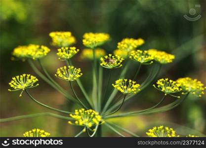 Yellow flowers of dill, Anethum graveolens. Close up. In the open ground in the garden grows vegetable dill.. Yellow flowers of dill, Anethum graveolens. Close up. In the open ground in the garden grows vegetable dill
