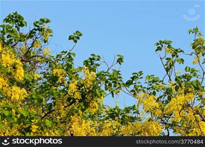 Yellow Flowers of Golden Flower (Cassia fistula), on blue sky in summer season