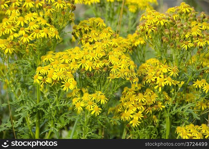 Yellow flowers of Jacobaea vulgaris, ragwort or benweed