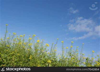 yellow flowers of mustard seed in field with blue sky