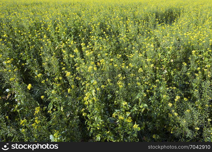 yellow flowers of mustard seed in field with blue sky