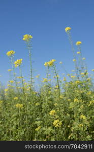 yellow flowers of mustard seed in field with blue sky