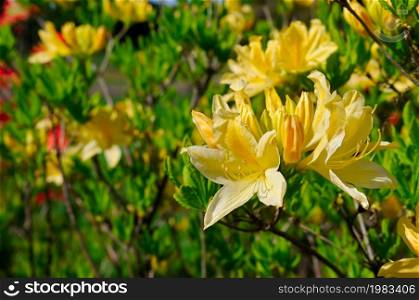 Yellow flowers of rhododendron against the background of the summer garden. Shallow depth of field. Focus on the foreground.