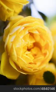 Yellow Flowers of roses on the bush macro