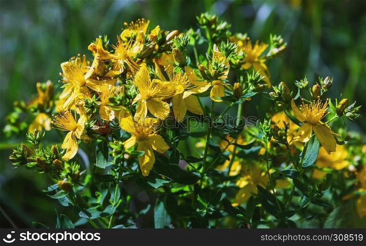 Yellow flowers of the medicinal plant Saint John?s wort - Hypericum Perforatum - in bloom on a summer day closeup. Selective focus.. Saint John?s Wort In Bloom