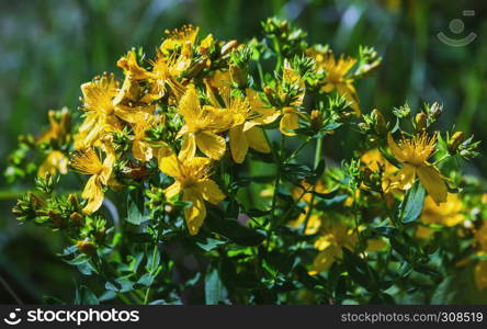 Yellow flowers of the medicinal plant Saint John?s wort - Hypericum Perforatum - in bloom on a summer day closeup. Selective focus.. Saint John?s Wort In Bloom