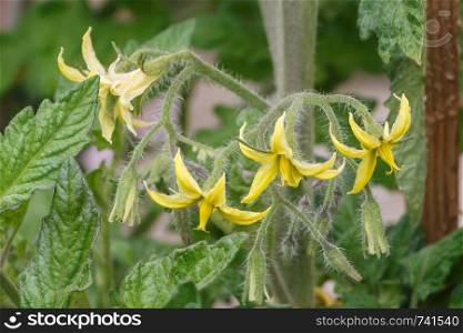 Yellow flowers of tomatoes plant in a vegetable garden during spring