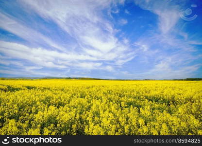 Yellow flowers on a rapeseed field in the summer under a beautiful blue sky