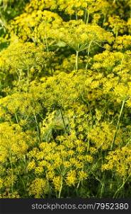 yellow flowers on dill herb in garden in summer evening