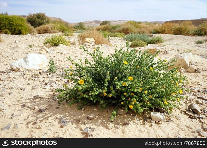 Yellow flowers on the sand in Negev desert, Israel