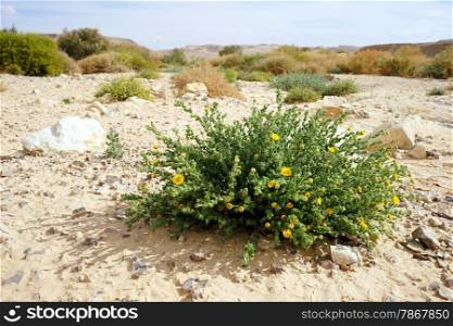 Yellow flowers on the sand in Negev desert, Israel